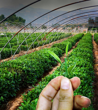 采茶 自家茶園