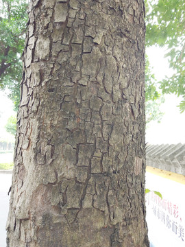 樹皮 樹皮紋理