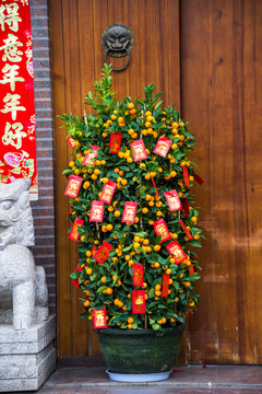 一盆金桔發(fā)財(cái)樹招財(cái)樹搖錢樹