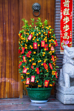 發(fā)財(cái)樹招財(cái)樹搖錢樹一盆金桔