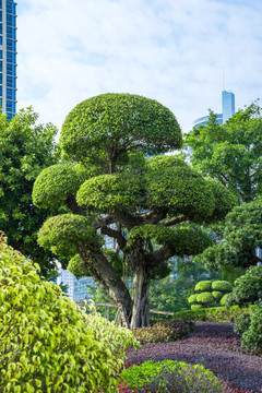 園藝景觀樹盆景