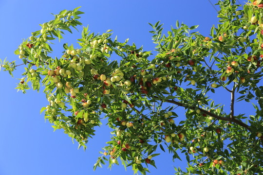 紅棗之鄉(xiāng) 高格
