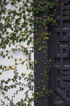 藤蔓植物與窗