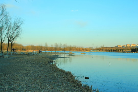 奧林匹克公園濕地