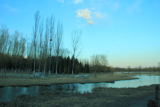 奧林匹克公園濕地