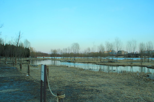 奧林匹克公園濕地