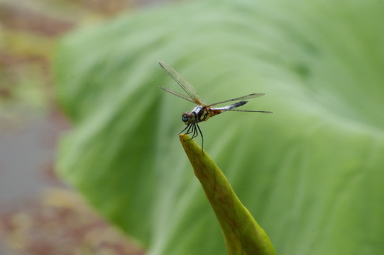 蜻蜓