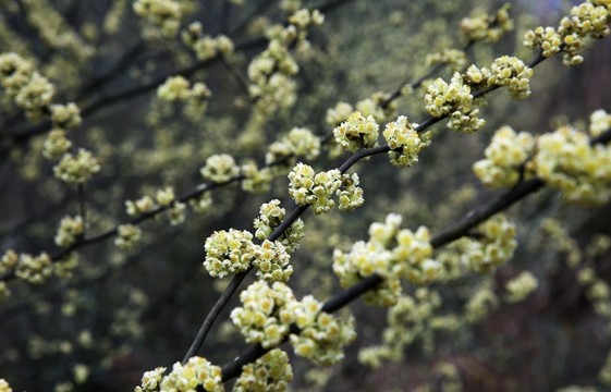野花開放