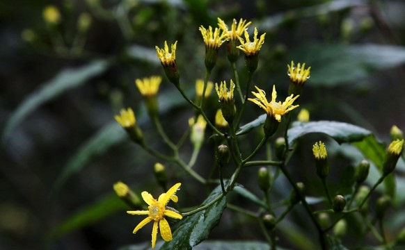 野花開(kāi)放