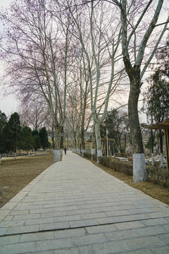 黃昏公園樹林小路