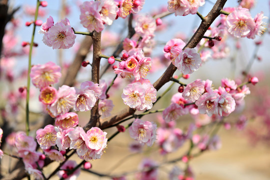 梅花 粉色梅花