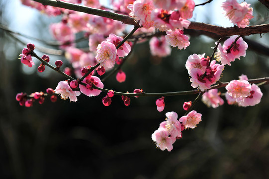 梅花 梅花盛開