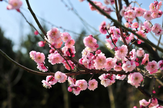 梅花盛開 梅園