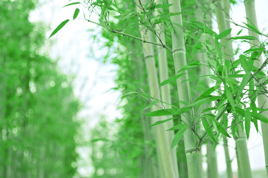 竹子  竹林