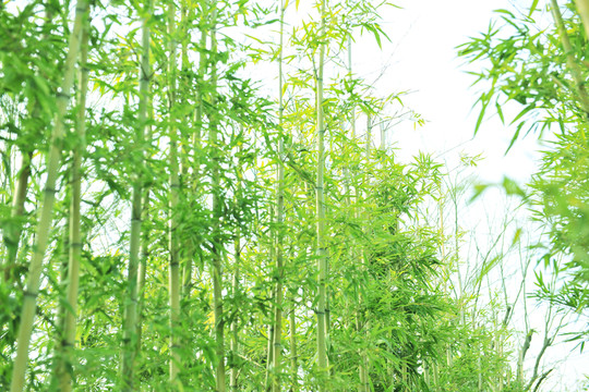 竹林 綠色背景