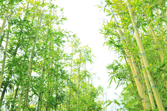 竹子 竹林