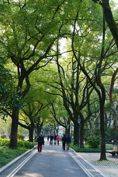 公園綠樹成蔭