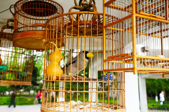 八哥籠 鳥籠