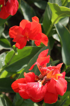 美人蕉花朵 高格