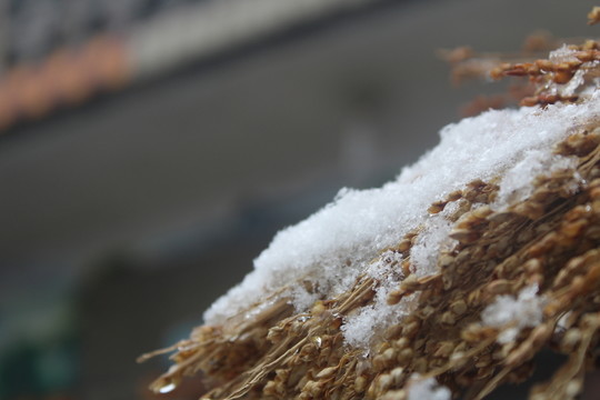 積雪