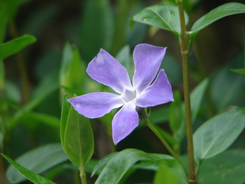 蔓長(zhǎng)春花