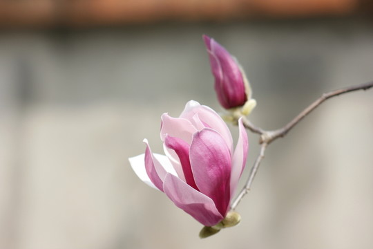 玉蘭花開