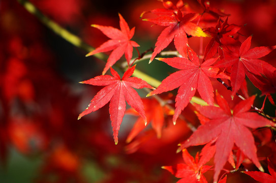 楓葉荻花秋瑟瑟