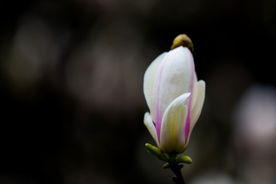 玉蘭花