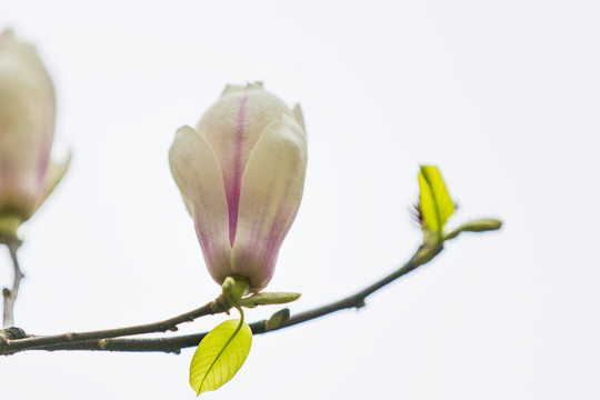 玉蘭花
