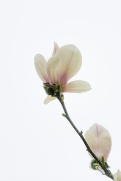 玉蘭花