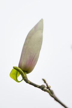 玉蘭花