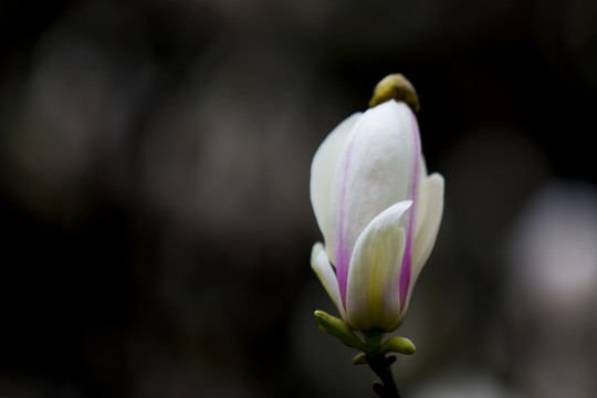 玉蘭花