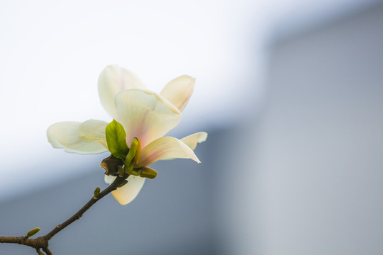 玉蘭花