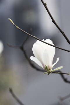 玉蘭花