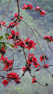 木棉花