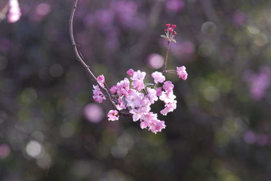垂絲海棠