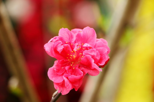 桃花