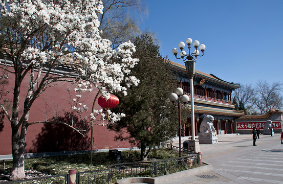 北京長(zhǎng)安街 春天 玉蘭花