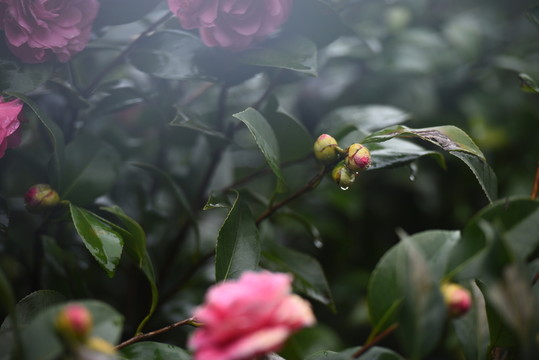 茶花