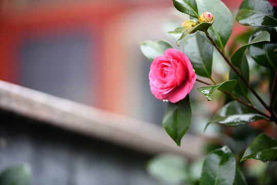 茶花