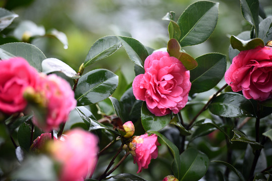 茶花