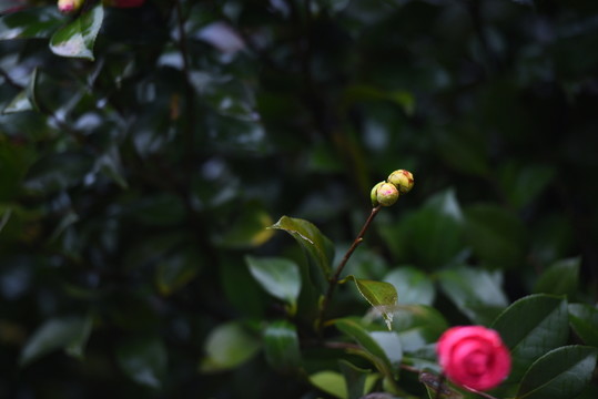 茶花