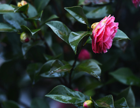 茶花