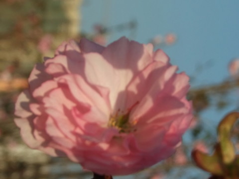 櫻花