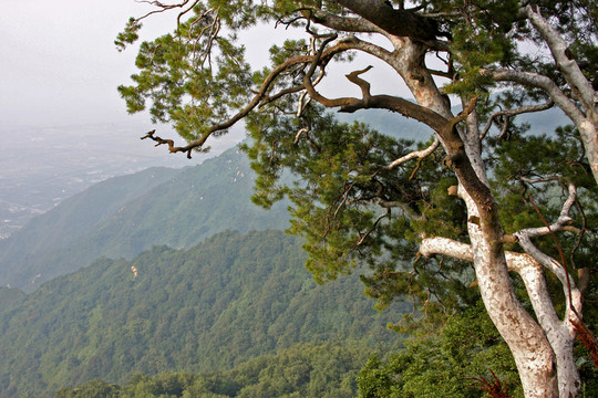 秦嶺青華山 高格
