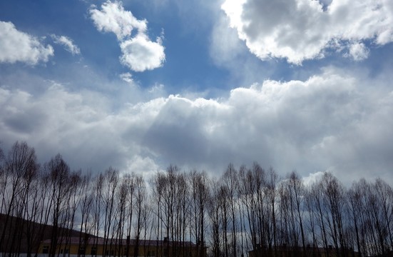 樹(shù)林