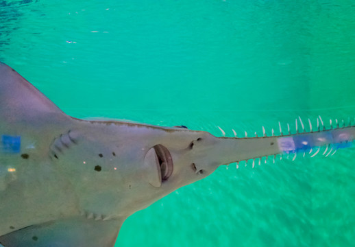 大鯊魚 大鋸鰩 海底世界