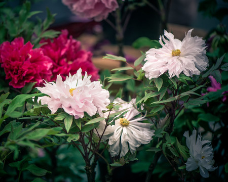 牡丹花