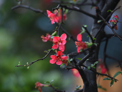 桃花