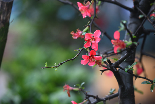桃花